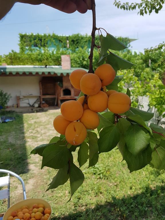 Appartamento Kraja
